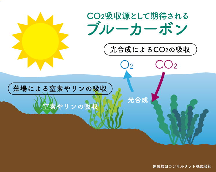 藻場によるCO2の吸収